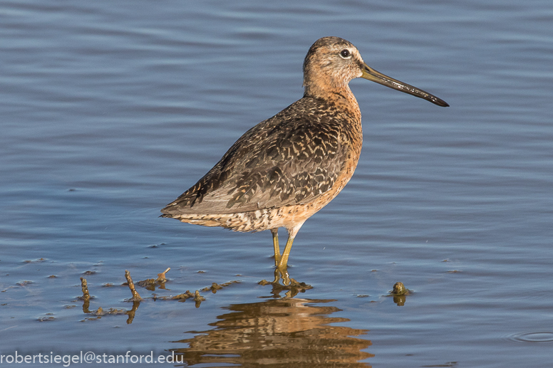 palo alto baylands